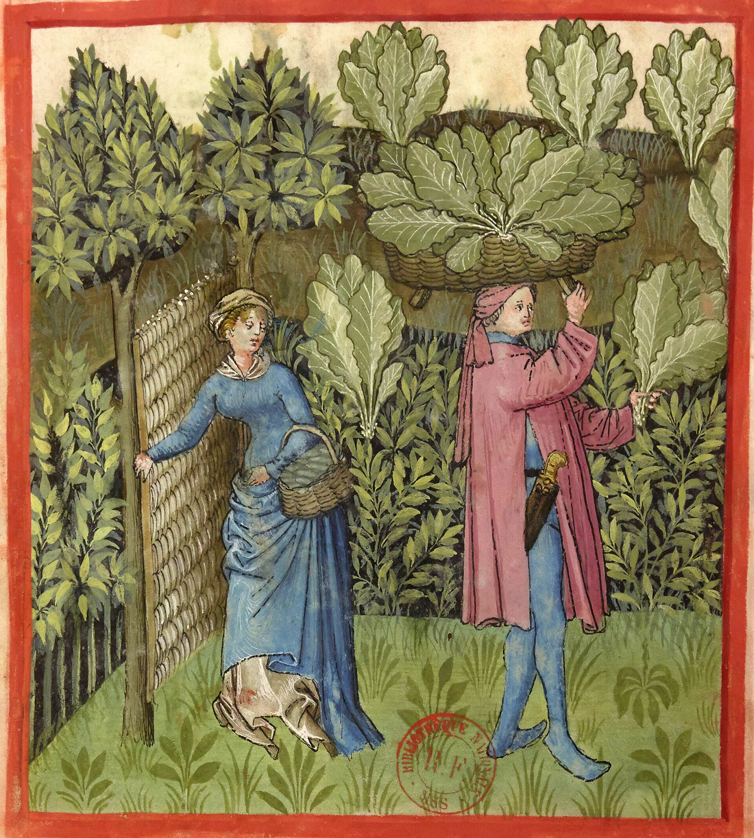 Cabbage harvest